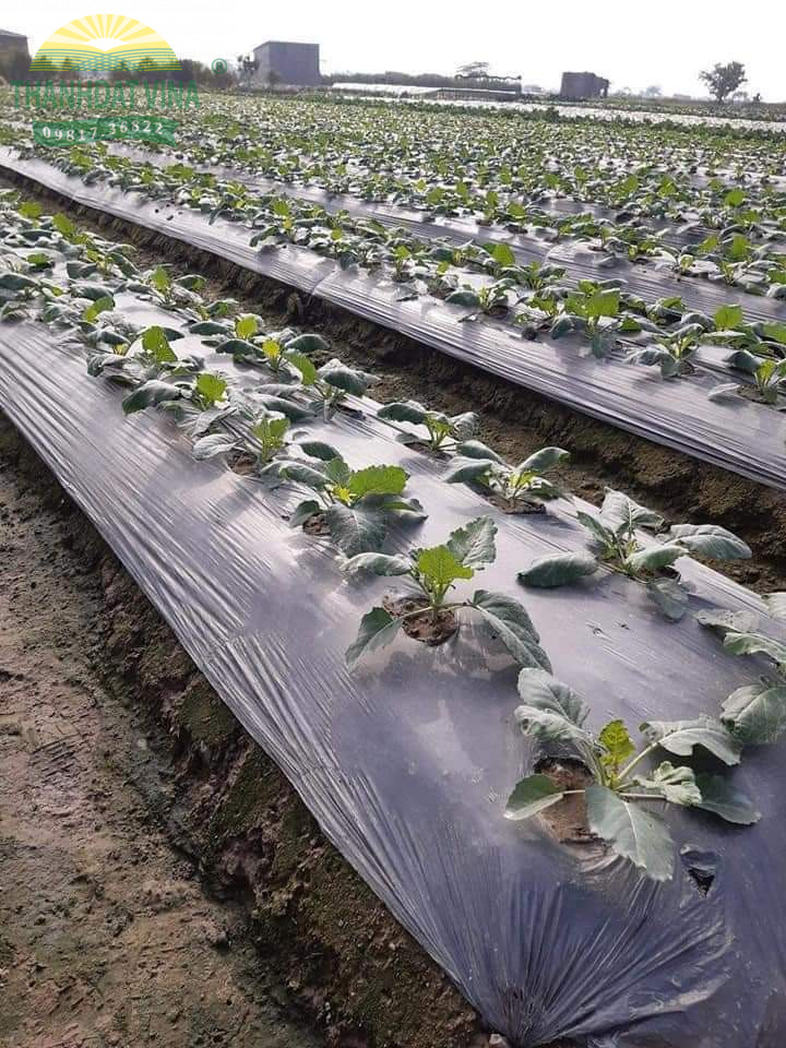 màng phủ nông nghiệp
